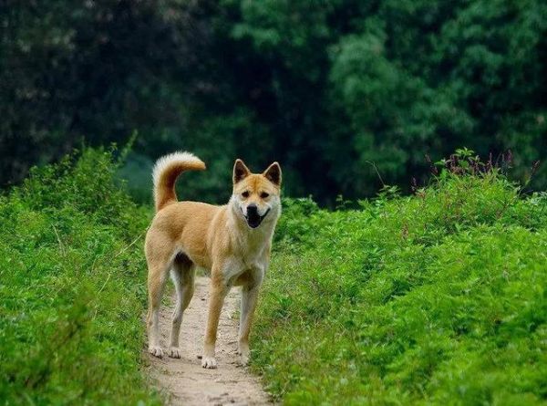 最“好养”的6种狗狗，我大中华田园犬位居榜首，你养的是哪种
