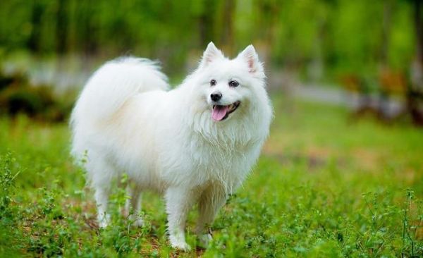 最“好养”的6种狗狗，我大中华田园犬位居榜首，你养的是哪种