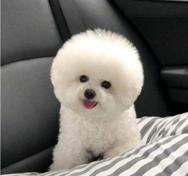 最“好养”的6种狗狗，我大中华田园犬位居榜首，你养的是哪种