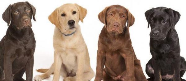 最“好养”的6种狗狗，我大中华田园犬位居榜首，你养的是哪种