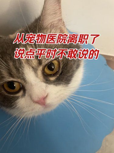 从宠物医院离职了，说点平时不敢说的㊙️
