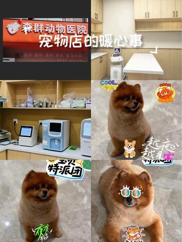 宠物们的贴心指导[打call]