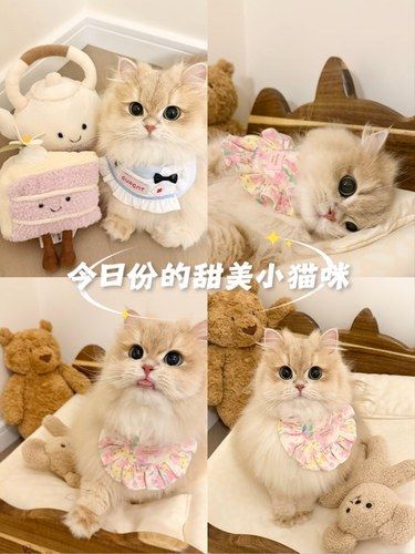 猫咪年度体检攻略