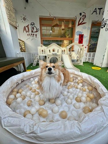 烟台的！新开的！带小狗小猫速来。。。