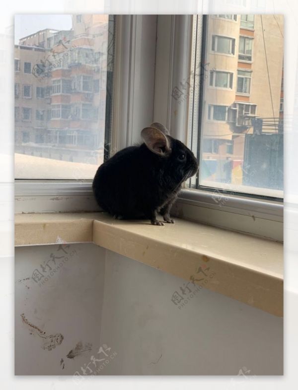 可爱龙猫小动物剪影图片