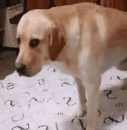 宠物狗养什么品种比较好