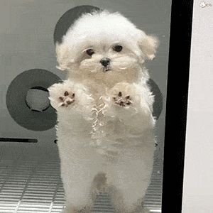 宠物狗养什么品种好