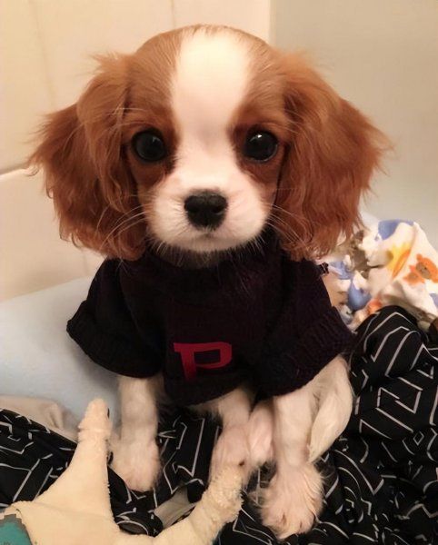 宠物狗养什么品种好