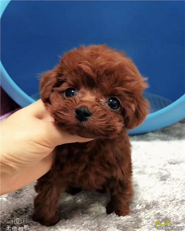 想要养只宠物狗，哪种宠物狗适合养喔？