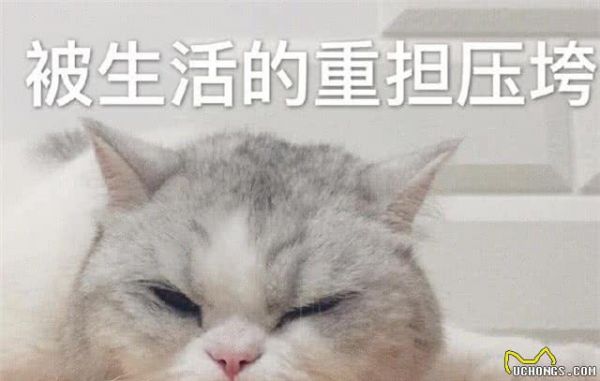想要养只宠物狗，哪种宠物狗适合养喔？
