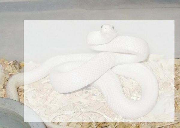 除了猫和狗之外9种适合家养的小宠物有你喜欢的吗