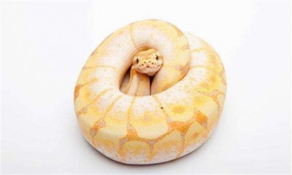 养什么漂亮的蛇可以当宠物