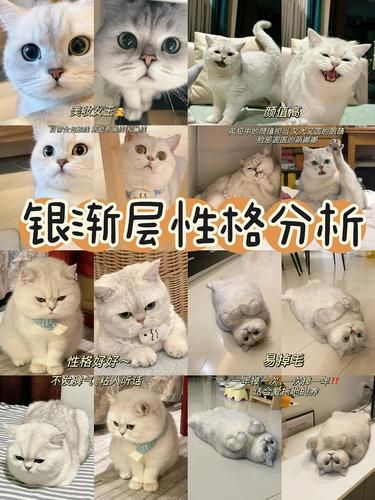 新手必看！英短银渐层养了才知道有多香
