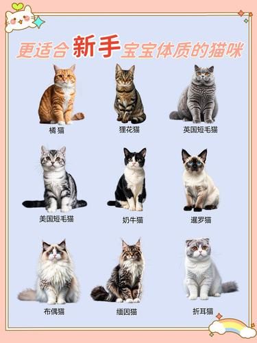 00 后养猫指南，新手必看！
