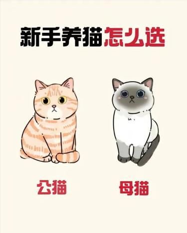 新手养猫必看！选猫秘籍在此