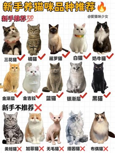 新手养猫必看！品种推荐大揭秘
