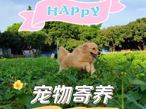 犬乐谷宠物寄养训练基地·深圳宠物寄养，宠物训练，假期寄养，狗狗寄养，狗狗训练