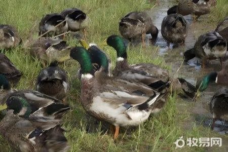 鸭子怎么养才能养活