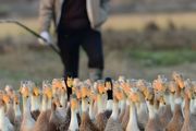 鸭爪木怎么养 养鸭爪木方法介绍