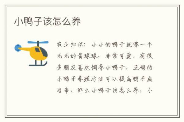 小鸭子该怎么养