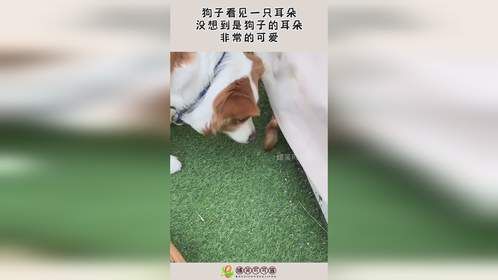 狗子看见一只耳朵，没想到是狗子的耳朵，非常的可爱