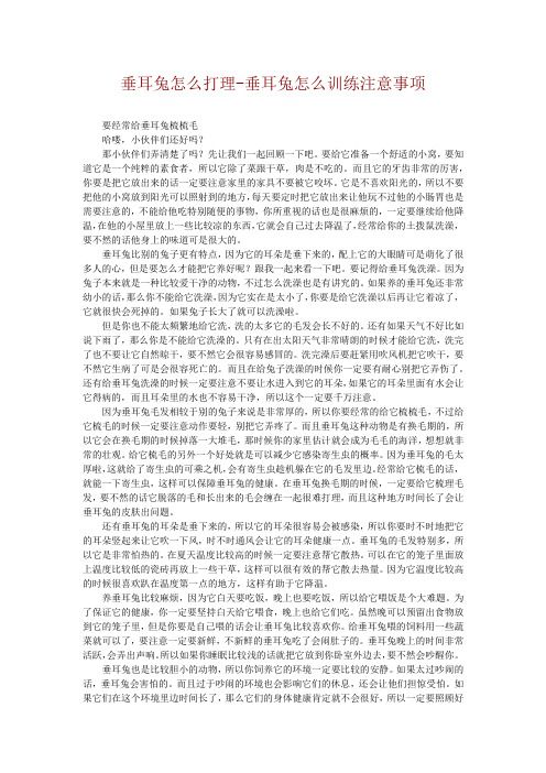 垂耳兔怎么打理-垂耳兔怎么训练注意事项