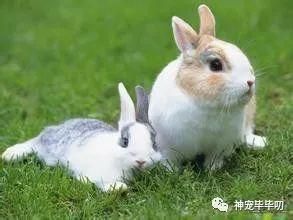 新手养兔入门之饮食篇
