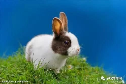 新手养兔入门之饮食篇
