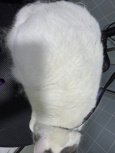 猫咪去废毛的好处 