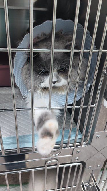 泽瑞宠物医院猫猫日常