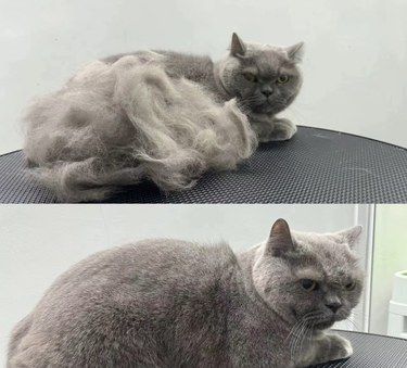 养猫必看！猫咪夏天疯狂掉毛的真相+应对攻略