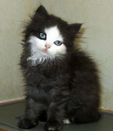 如何正确给猫咪梳毛