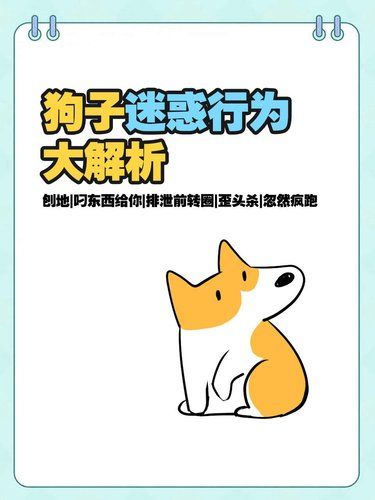 家人们，快来瞅瞅狗子的迷惑行为