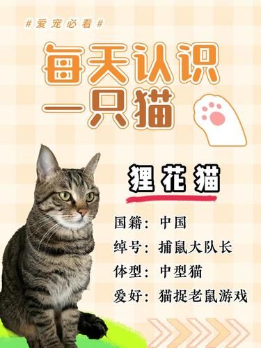 被低估的宝藏猫咪——狸花猫