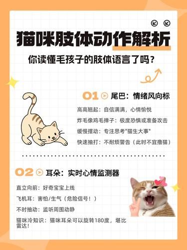 养猫必知！猫咪身体语言大揭秘