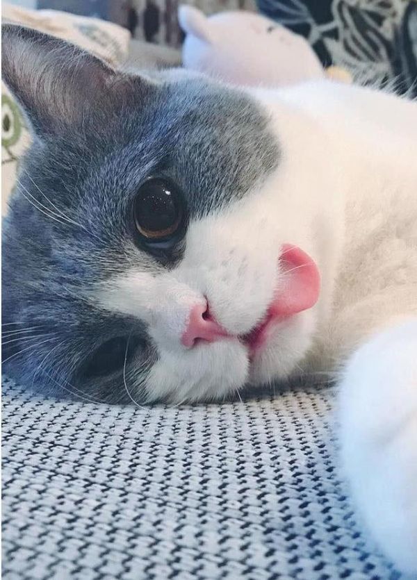 这些可爱爆棚的猫咪，当然要用来做头像啊，最后一个太喜欢了！