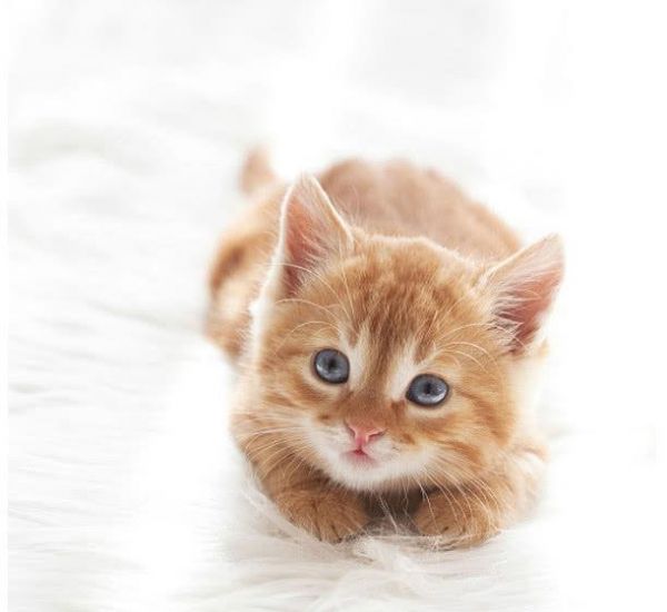这些可爱爆棚的猫咪，当然要用来做头像啊，最后一个太喜欢了！