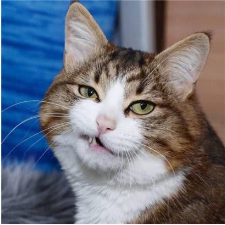这些可爱爆棚的猫咪，当然要用来做头像啊，最后一个太喜欢了！