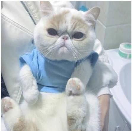 这些可爱爆棚的猫咪，当然要用来做头像啊，最后一个太喜欢了！
