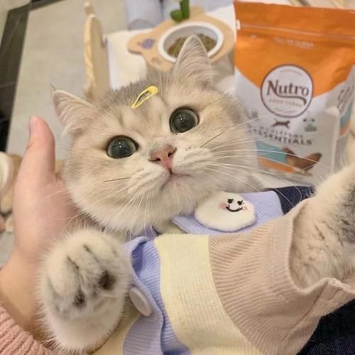 可爱猫咪头像高清超萌图片大全2024新版