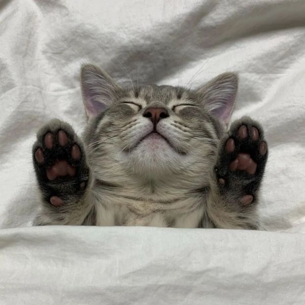 呼呼大睡的猫咪可爱治愈微信头像图片大全