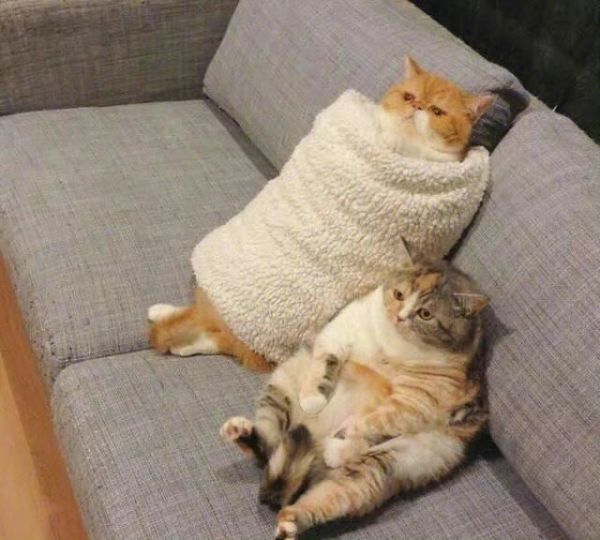 可爱的摆烂猫咪微信头像图片大全2023