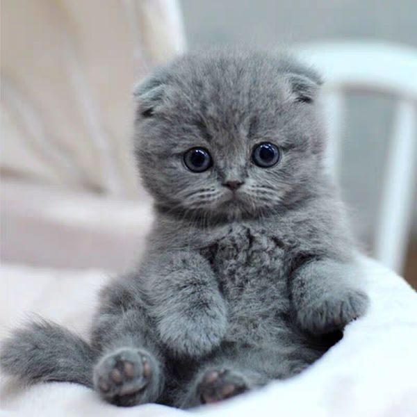 纯种折耳蓝猫幼猫英国短毛猫宠物小猫咪活物蓝白幼崽美短活体矮脚