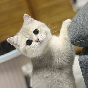 蓝金渐层幼猫英国短毛猫紫金宠物猫活体可爱双血统拿破仑5人付款1500