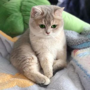 英短蓝金渐层猫幼猫纯种活体英国短毛猫金银渐层幼崽矮脚猫宠物猫