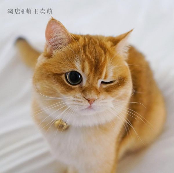 英国短毛猫金渐层24k纯金打造