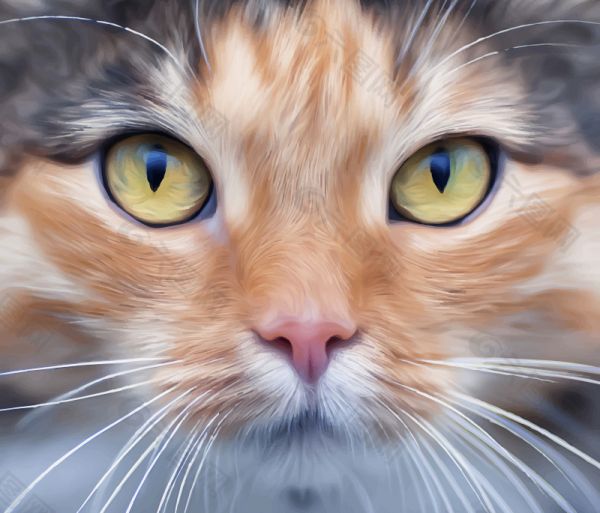 宠物猫头像