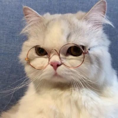 温柔又很甜可爱呆萌宠物小猫咪头像治愈系高清小猫头像合集