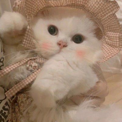 可爱的猫咪头像