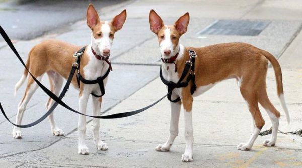 伊比沙猎犬